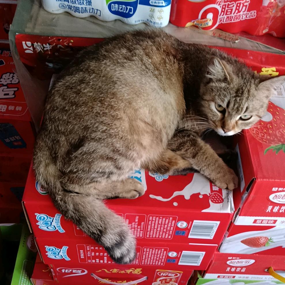 小丑罢了