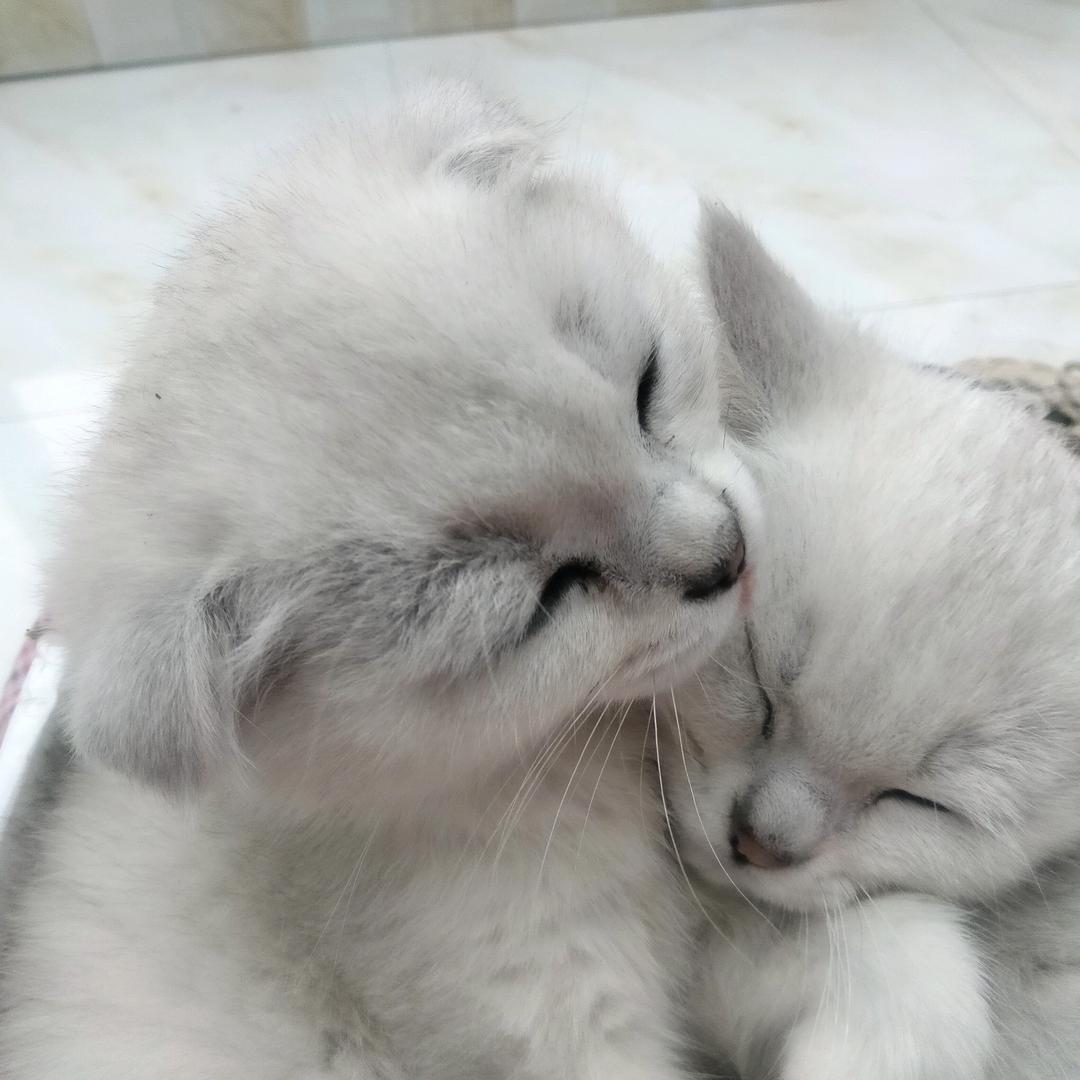 ✎﹏₯暖心㎕ღ萌᭄ꦿض菇凉💋এ