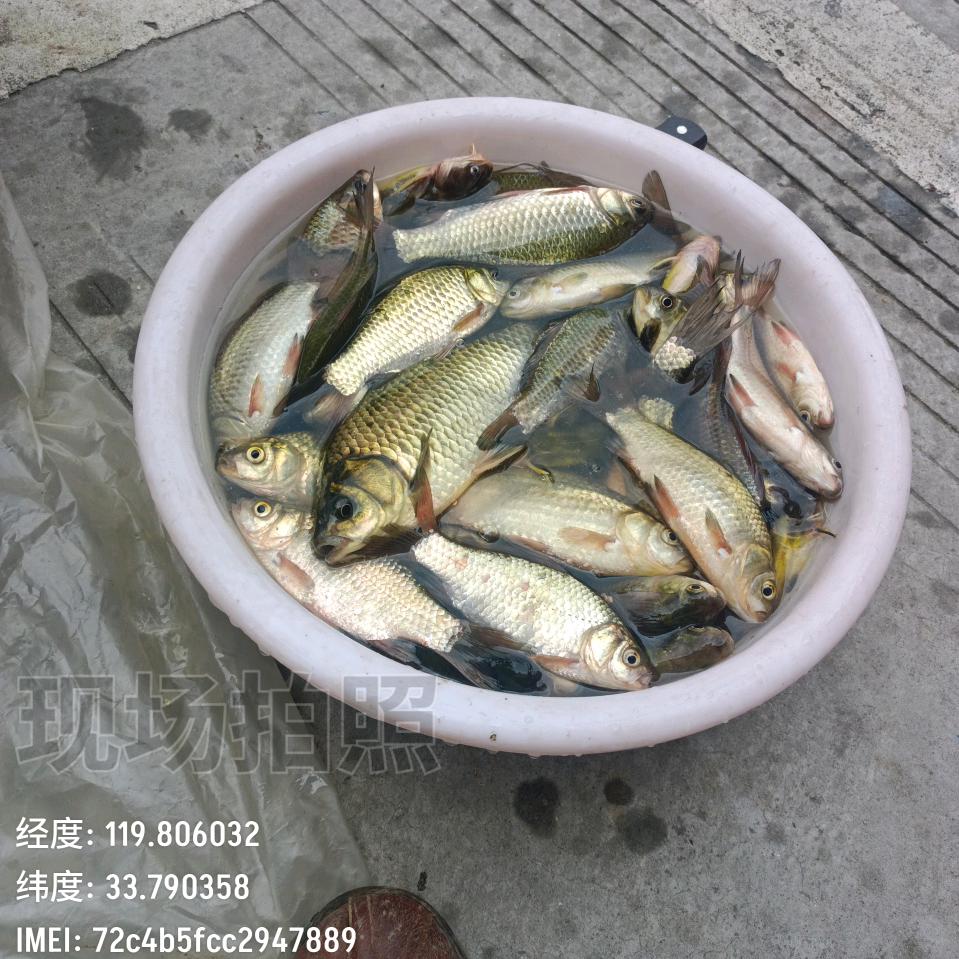 香哥