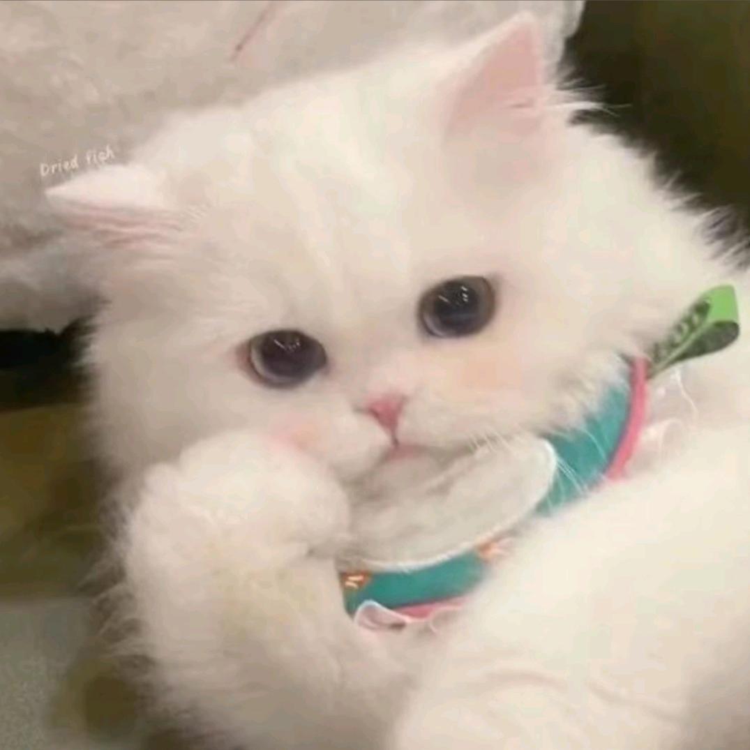 小猫大王