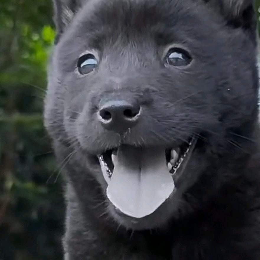 桂东南田园犬