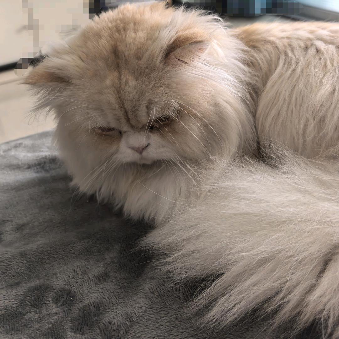 红豆🐱