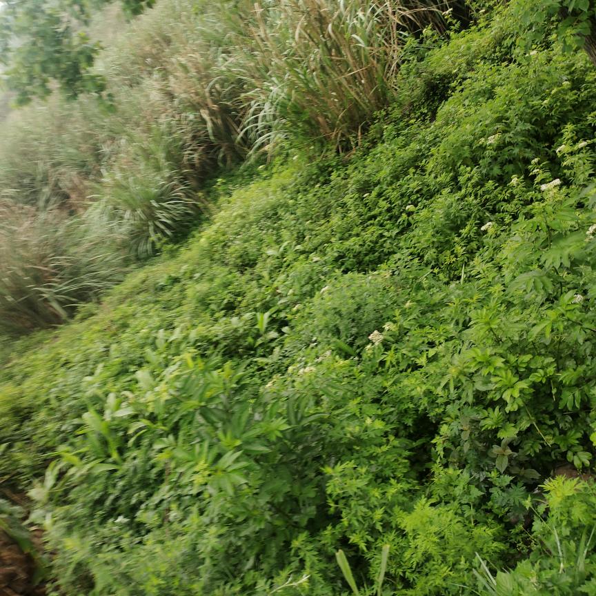 吴姐（交友服务部)