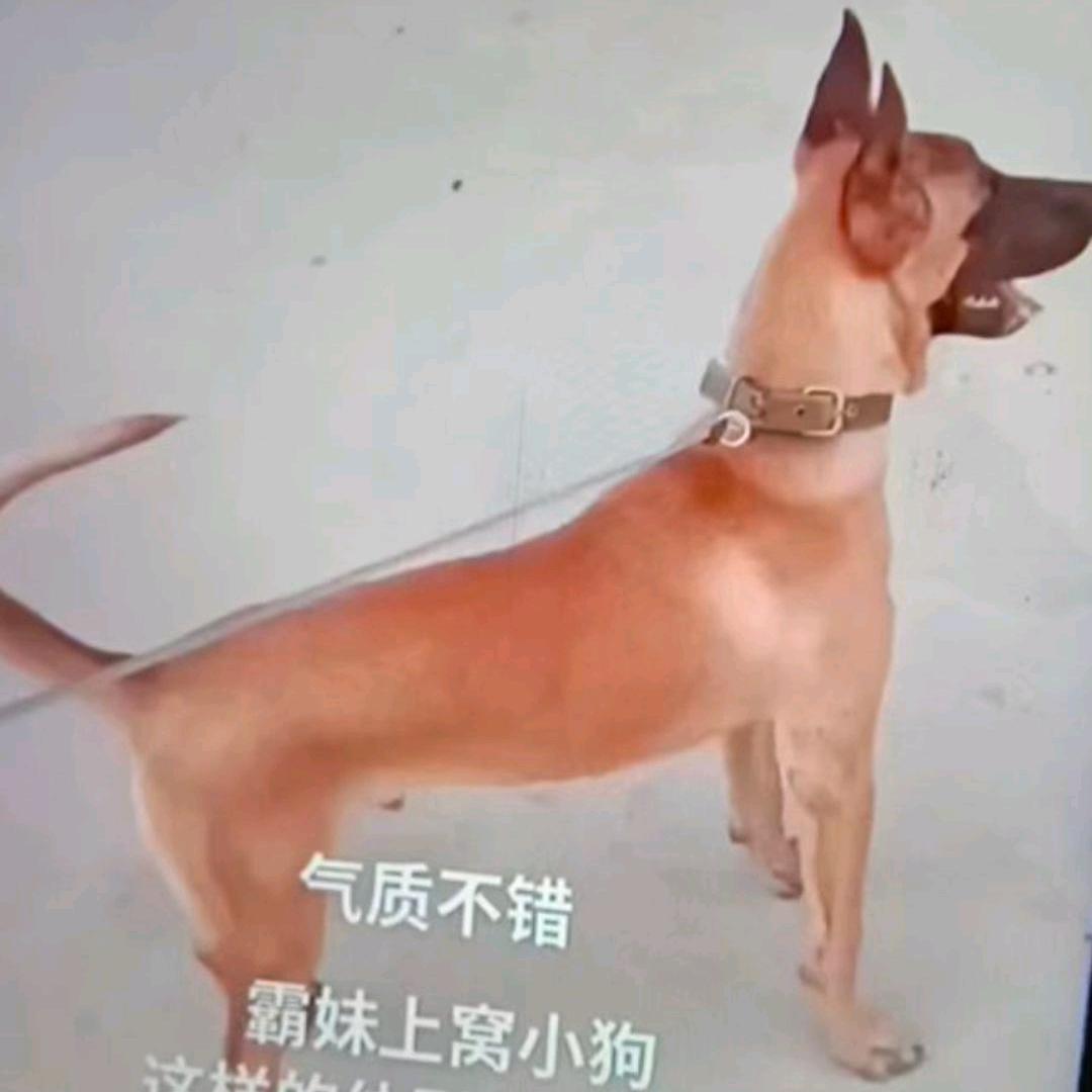 开心_229330887