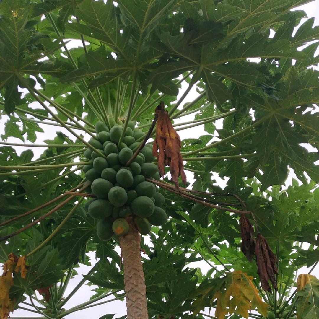 欣然