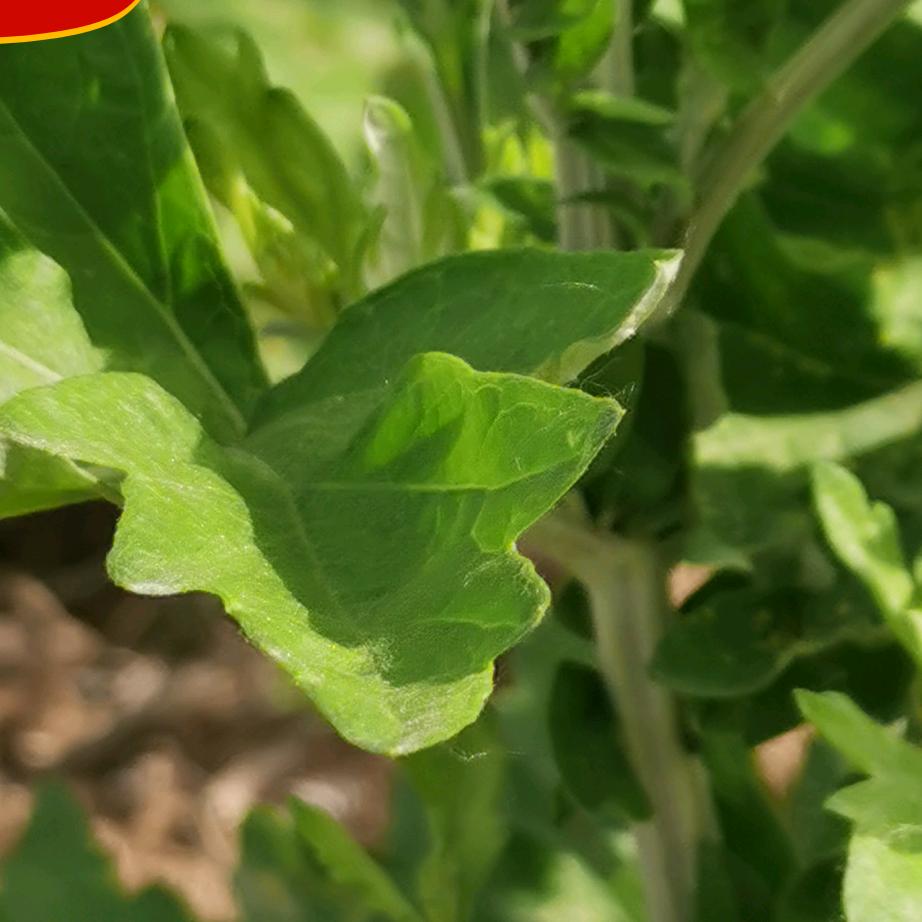 南阳根达助理号