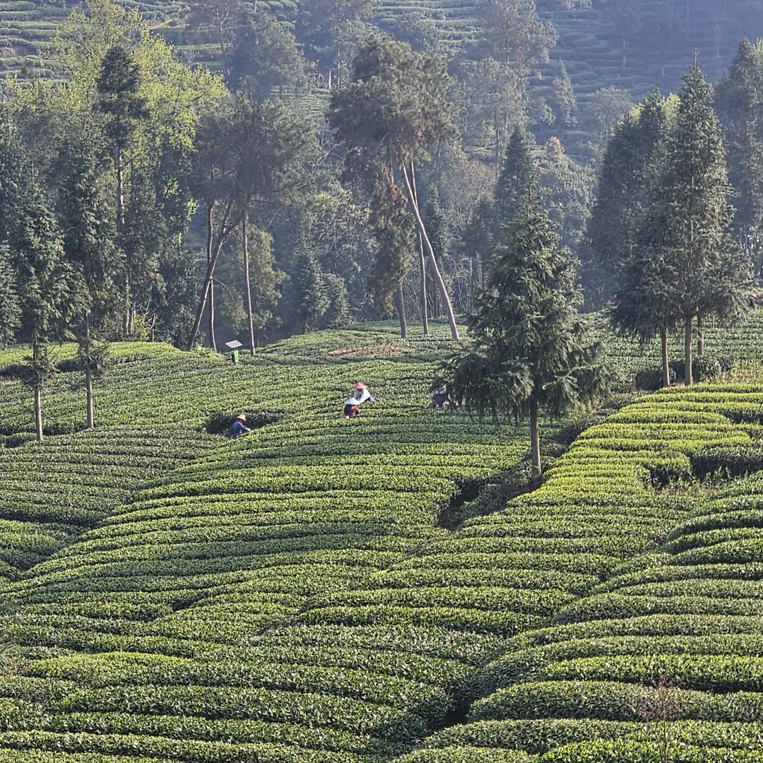 漫思茶仓（四川总仓）
