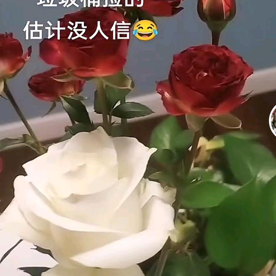 努力的在拼搏