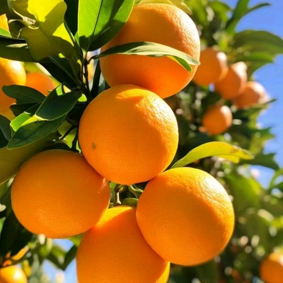 好三农