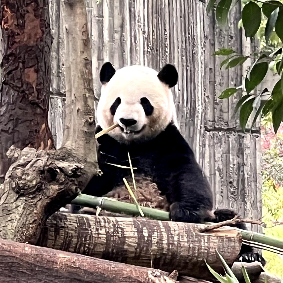 🐼