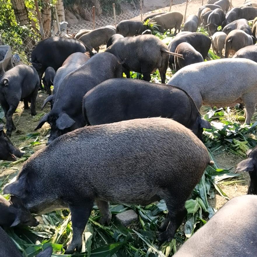 涞源石葫生态养殖