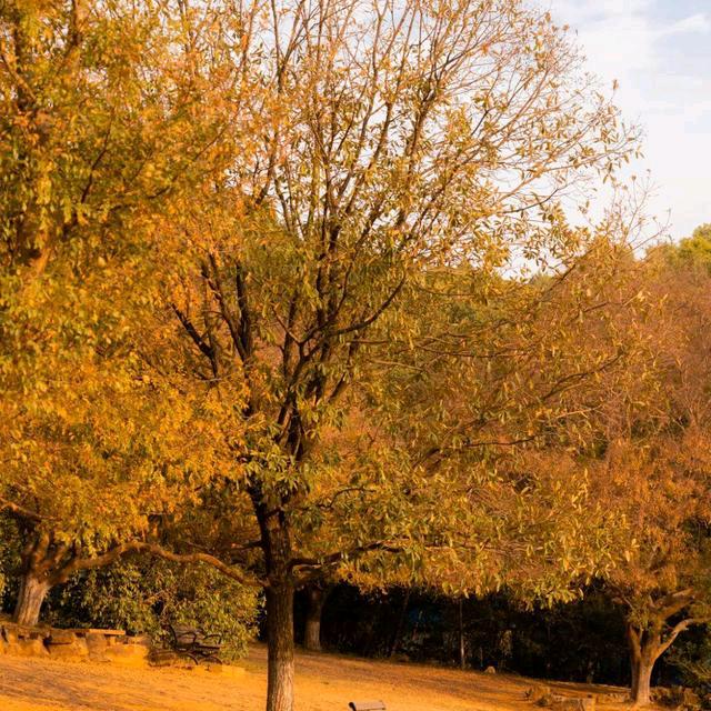 一叶知秋🍂