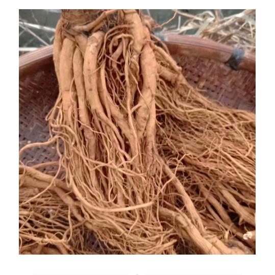 当归苗和各种菜苗出售