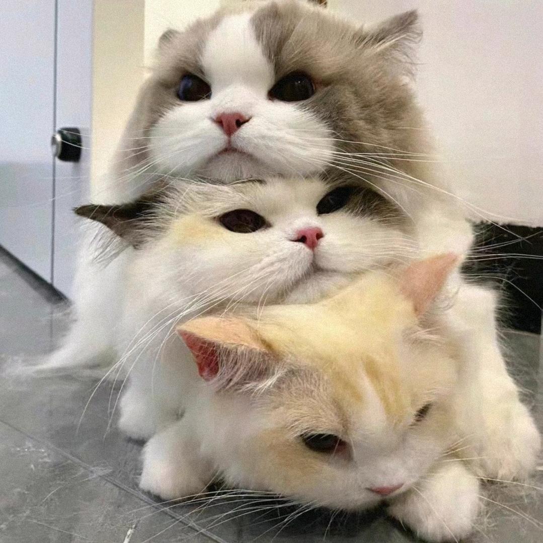 鲨个柠檬               ༽