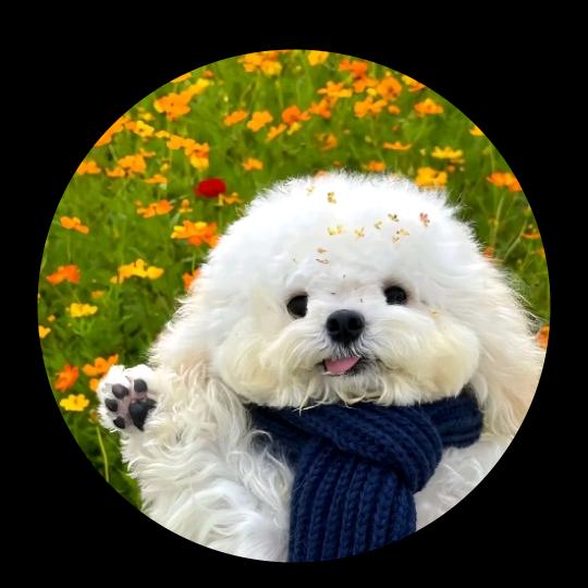 大猪蹄子ʚ🐷ི