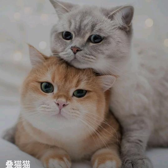招財貓