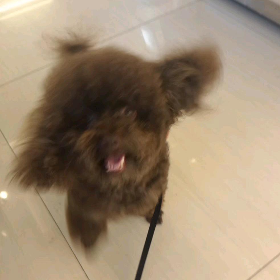 小白快跑