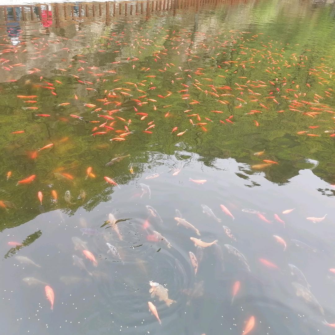 一鹿结缘
