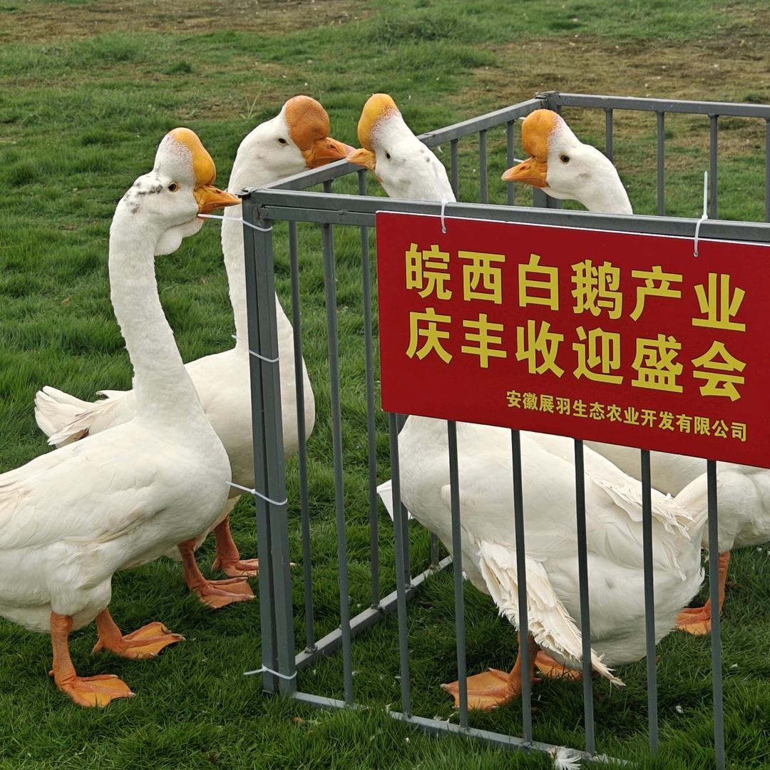 皖西白鹅生鲜供应链