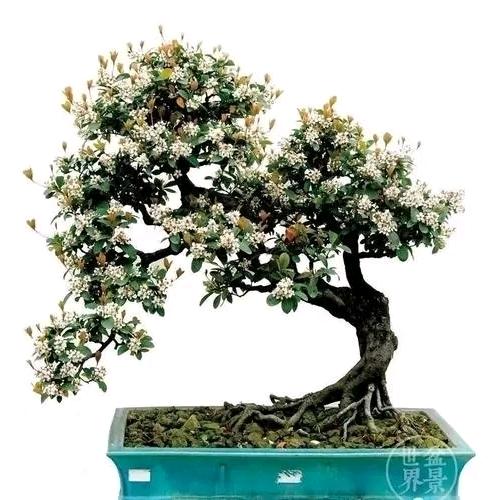 万紫千红绿植馆