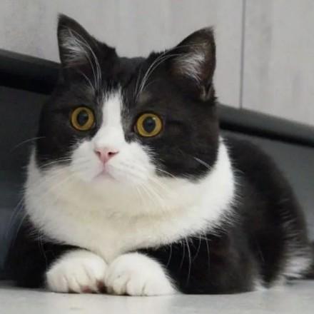 丹丹，喜欢库洛米娃娃