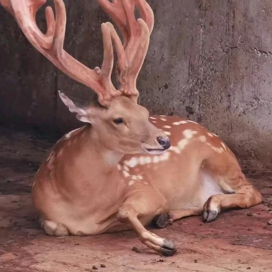 兰州新区养鹿人