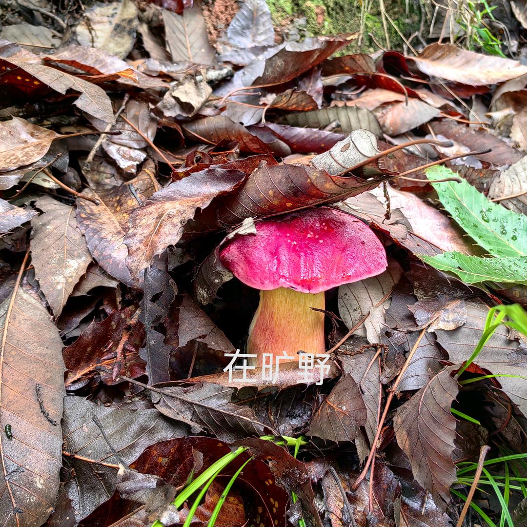 在旷野的小助理