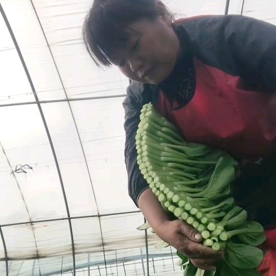 坪乐的幺妹只会种菜👈👍👋?