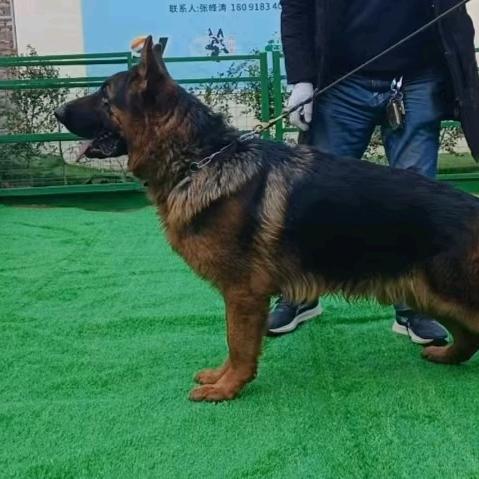 CSV健坤犬舍（西安）