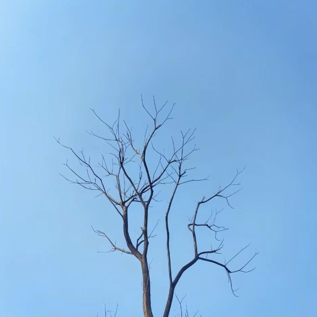 ༺ᶻ焦ᶜ༻