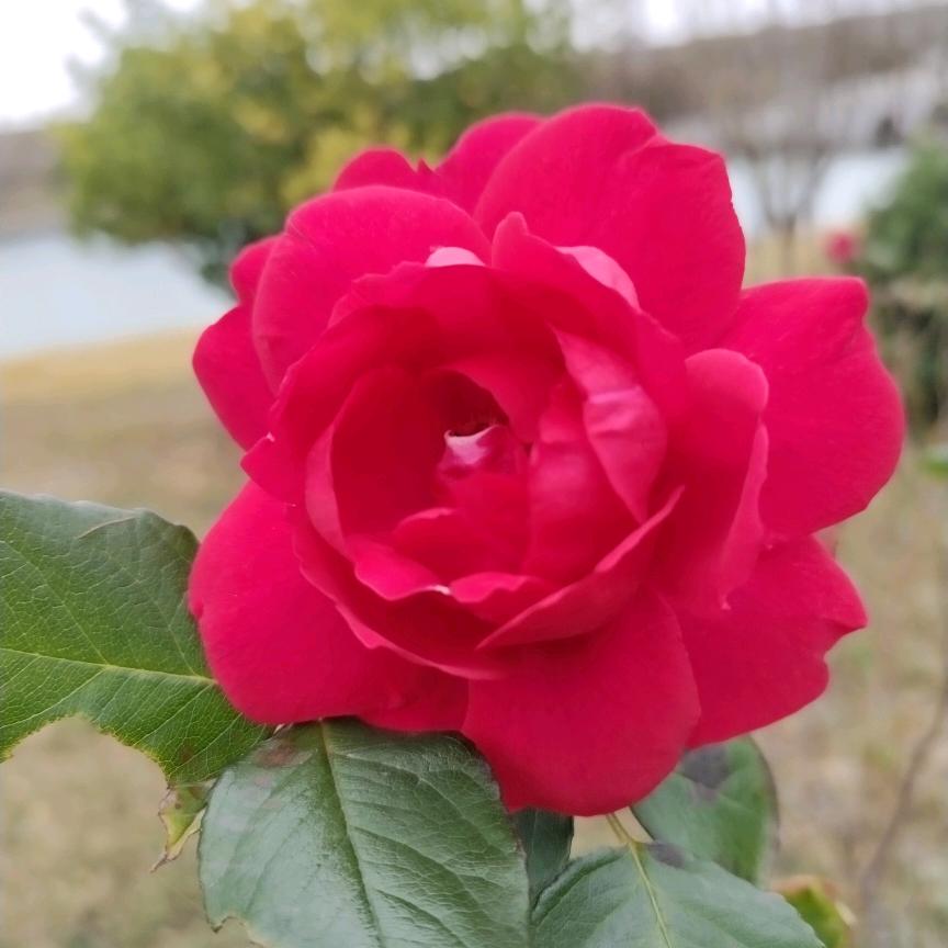玉珍头像