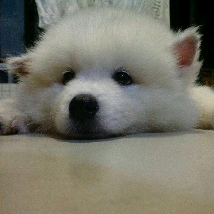 三少爷的鸡毛掸子