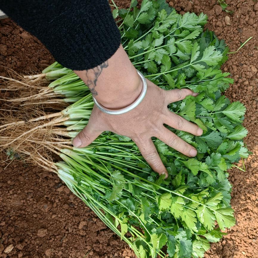 阿祥（收香菜）