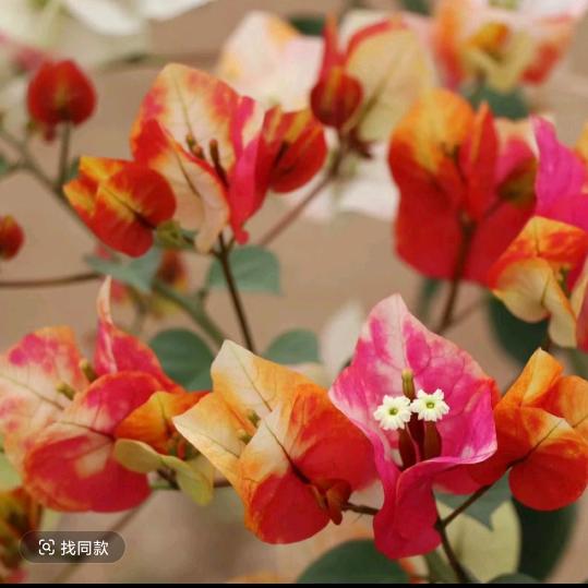 泽菡花很鲜