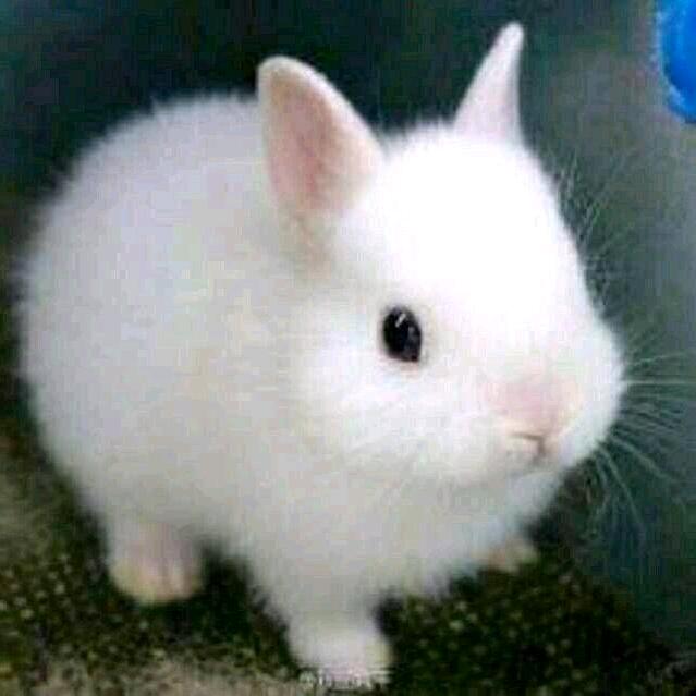 德芙🐰