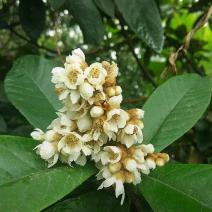 枇杷花开