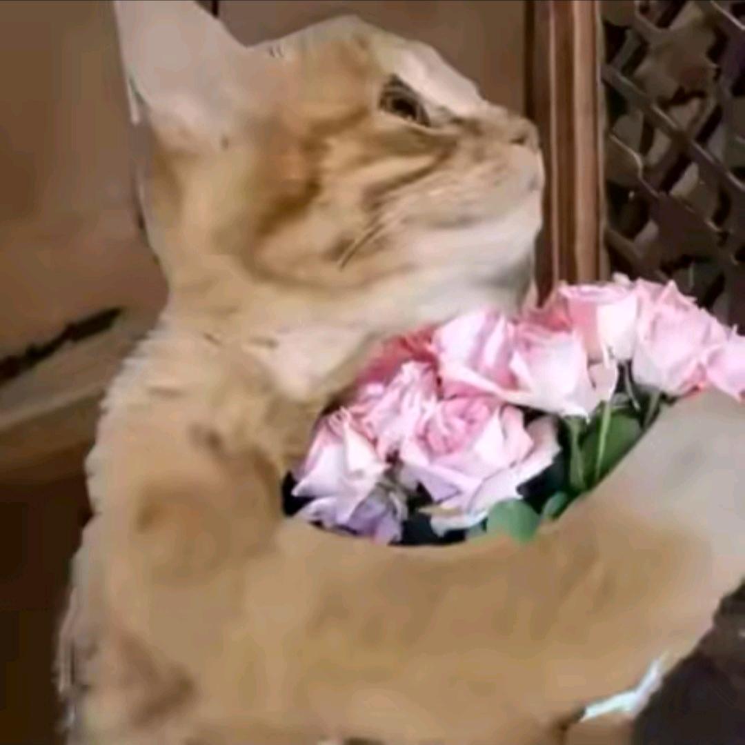 不爱哈气（爱吃香菜版）