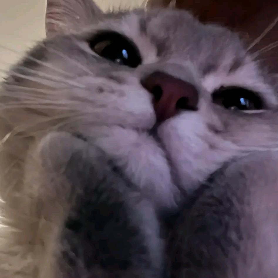 不淡定的小青春