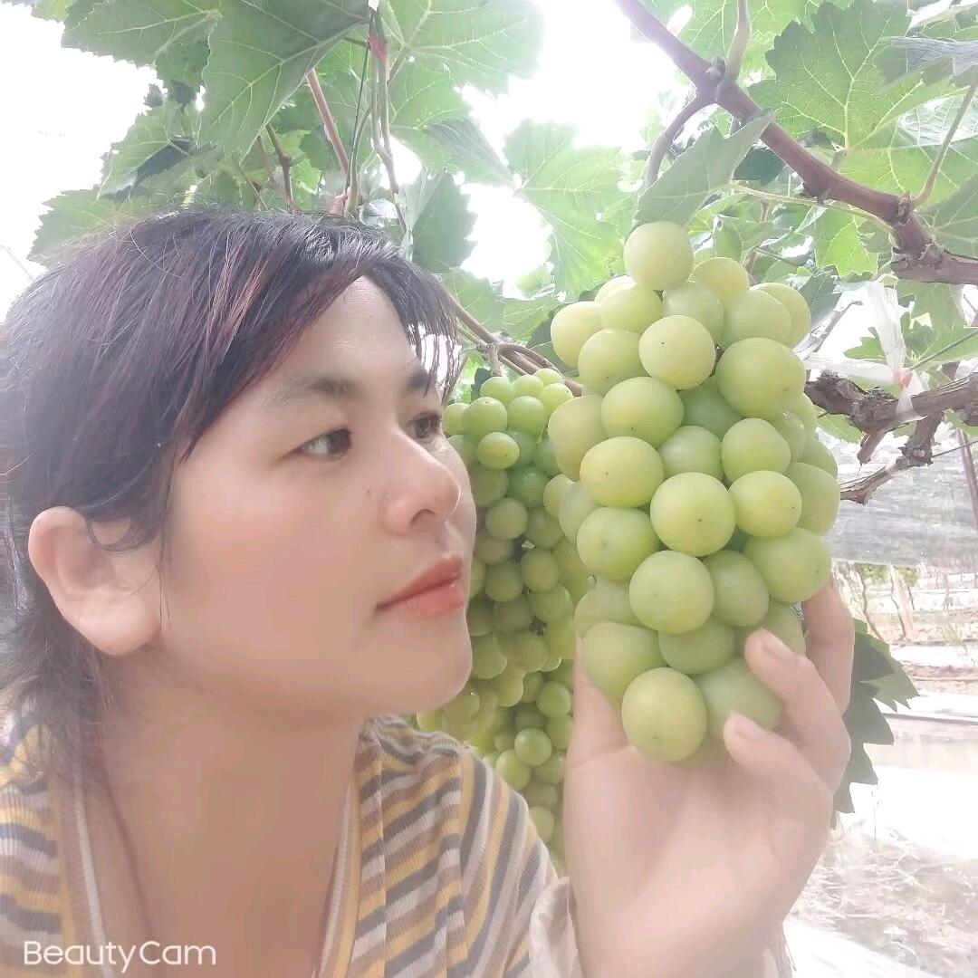 五华农科所葡萄采摘