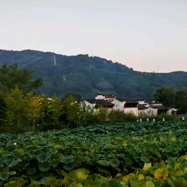 心若向阳