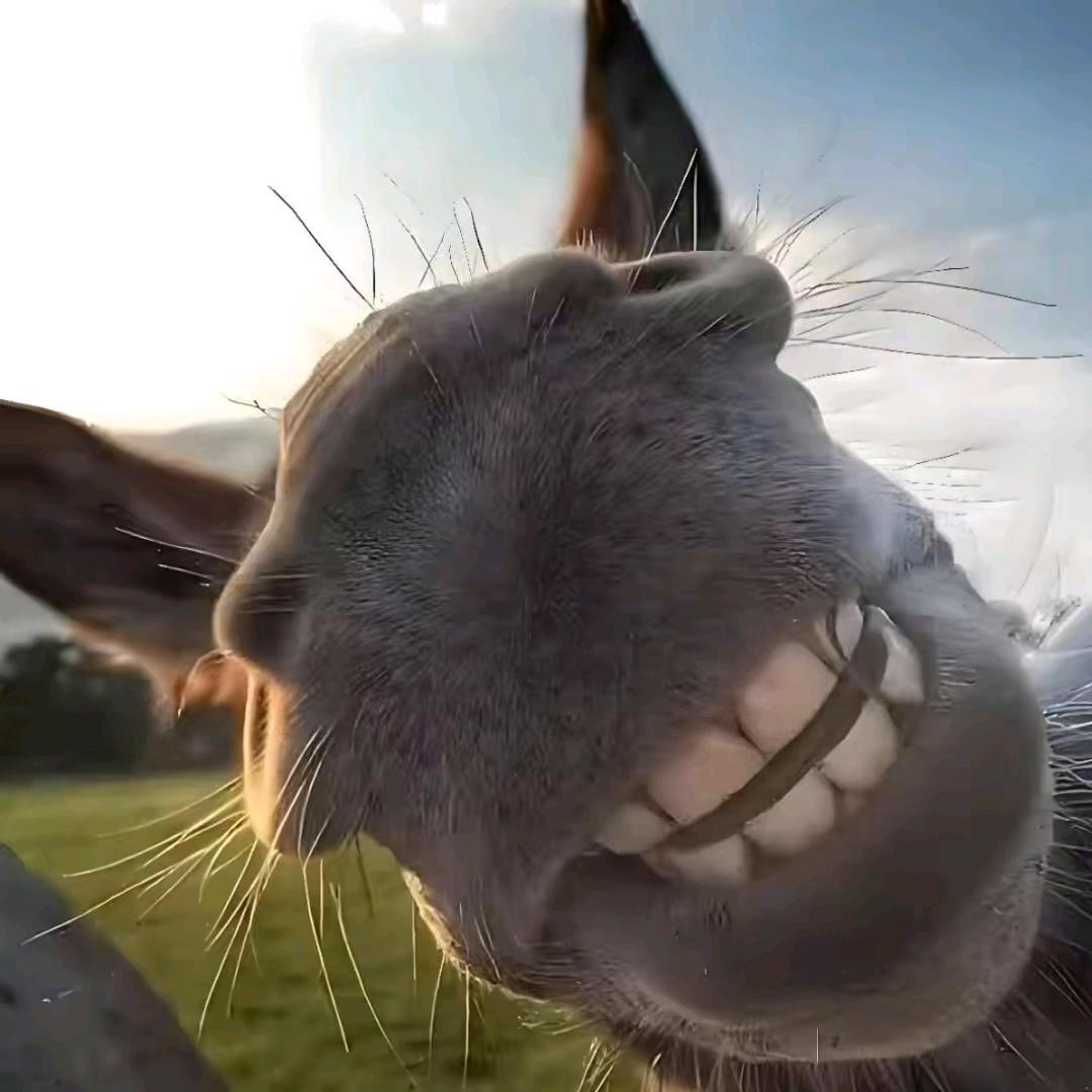 卷柏