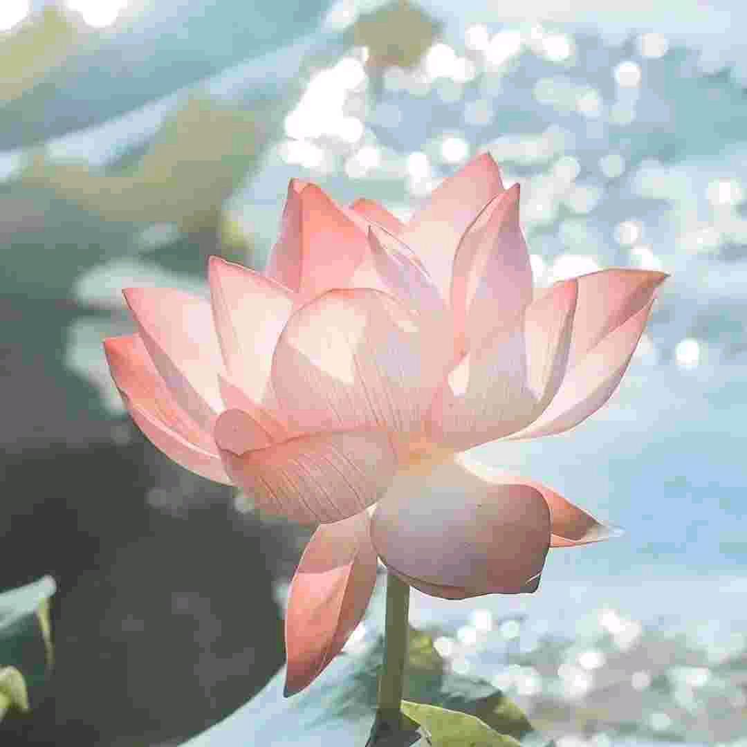 荷花永久
