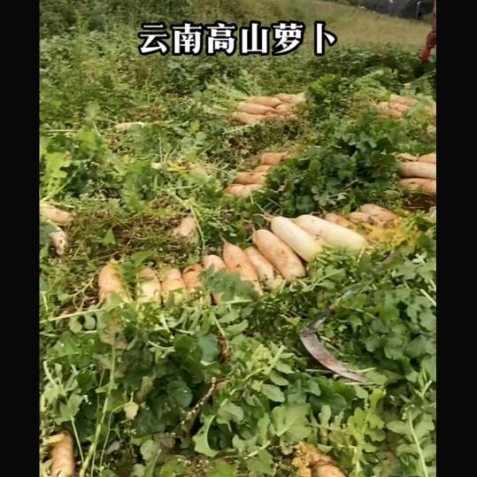 云南萝卜