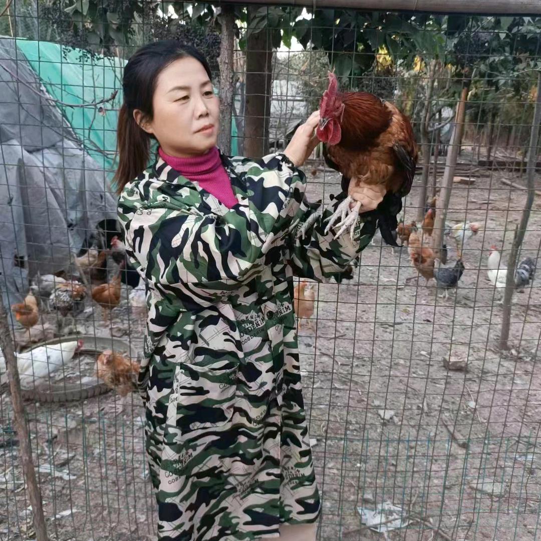 马老师谈养禽