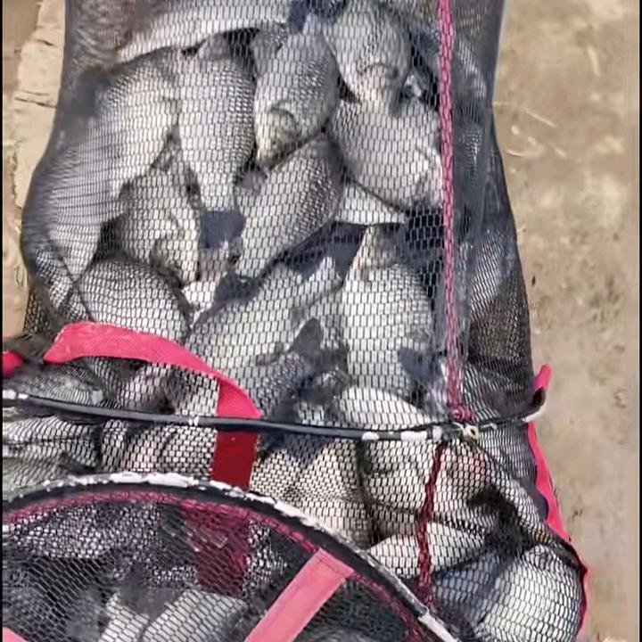 爱钓鱼的我