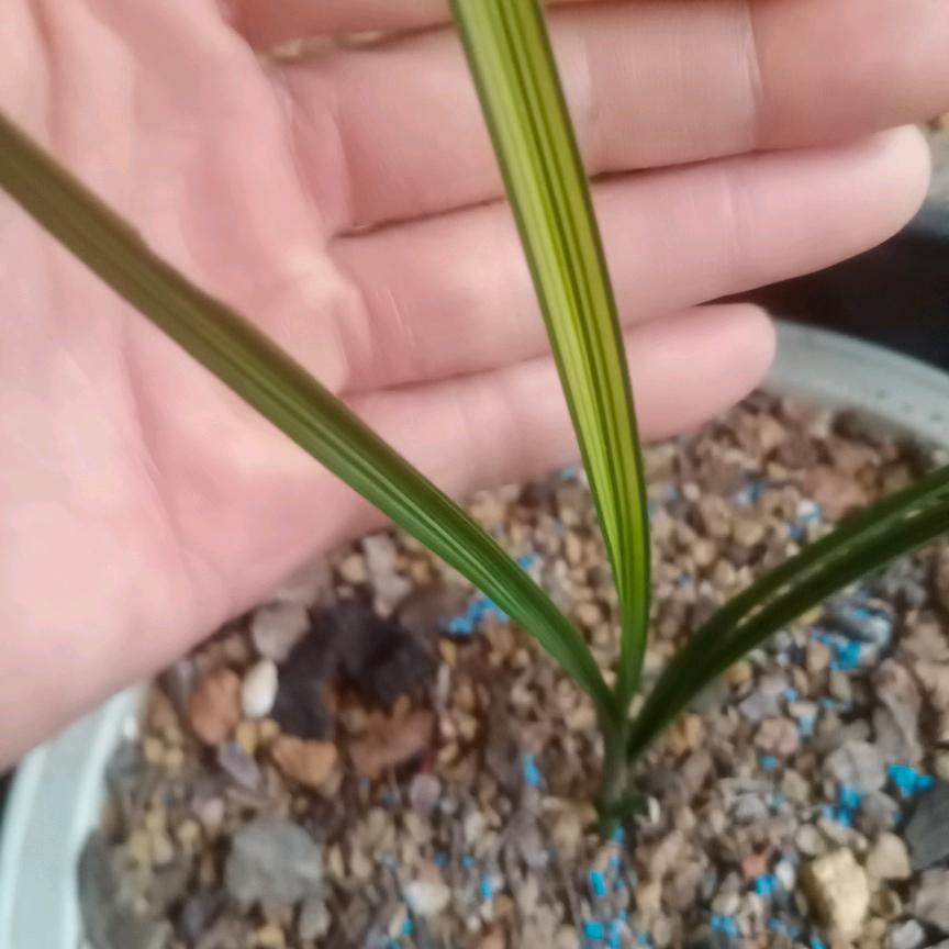 寻兰之梦中山花卉园