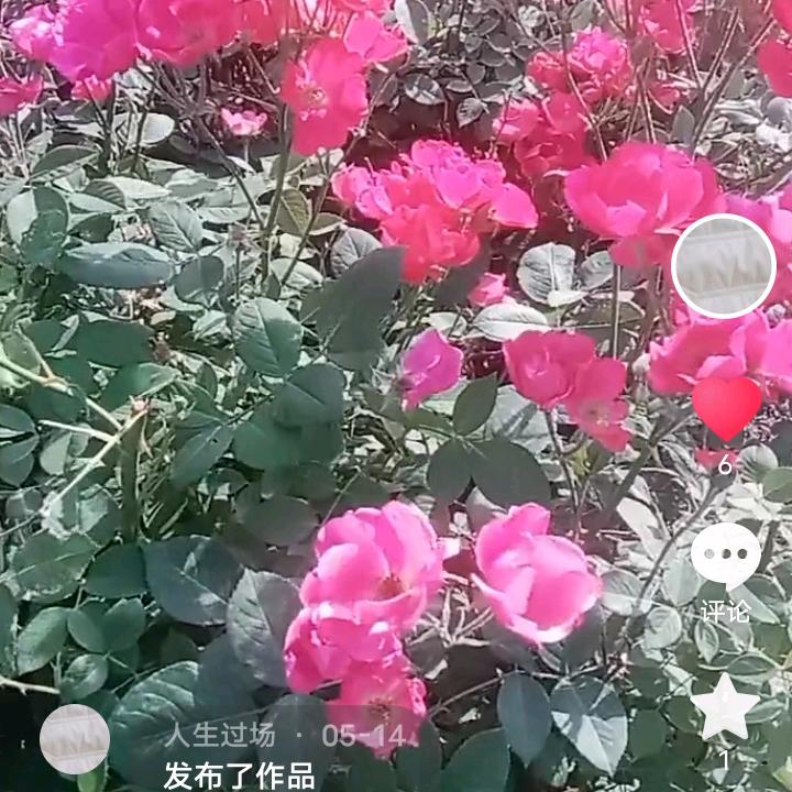 雪花飘飘
