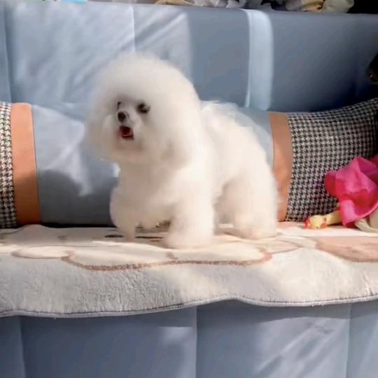 延吉市茗宠宠物店