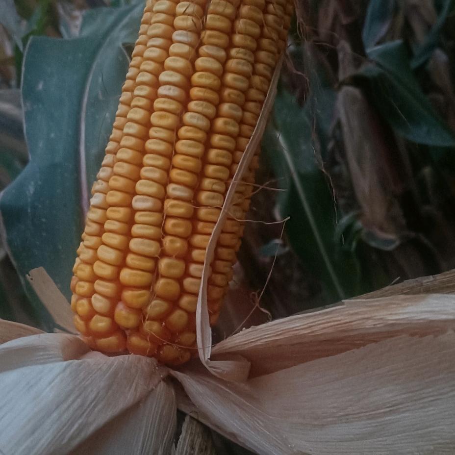 四川自种川单99品种