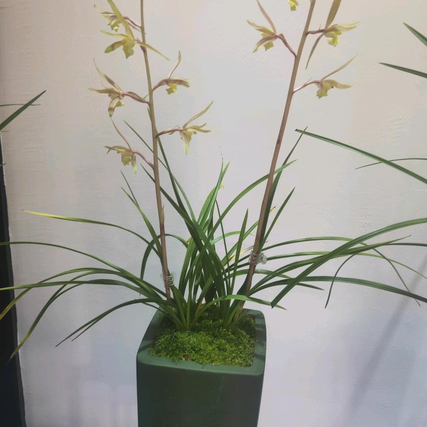 树红爽熙